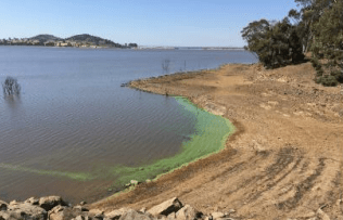 Blue-green algae scum at Cairn Curran Reservoir.